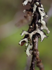 Hypotrachyna sinuosa