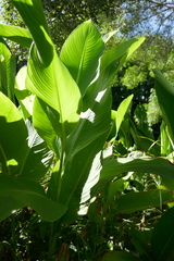 Alisma plantago-aquatica