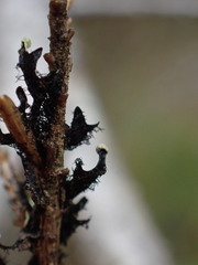 Hypotrachyna sinuosa