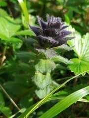 Ajuga pyramidalis