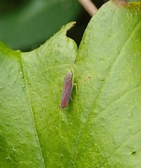 Graphocephala coccinea