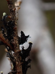 Hypotrachyna sinuosa