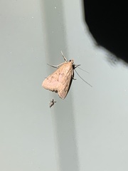 Achyra rantalis