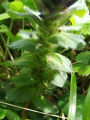 Ajuga pyramidalis