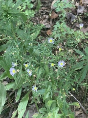 Symphyotrichum prenanthoides