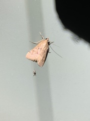 Achyra rantalis