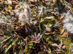 Salix petrophila