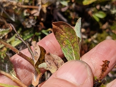 Salix petrophila