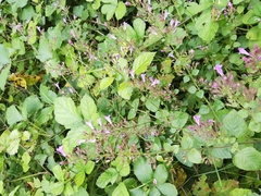 Clinopodium grandiflorum