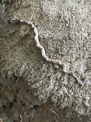 Pantherophis obsoletus