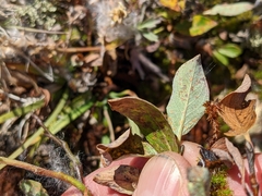 Salix petrophila