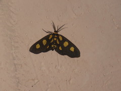 Pseudeuchromia maculifera