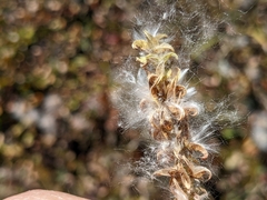 Salix petrophila