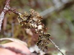 Pseudocyphellaria