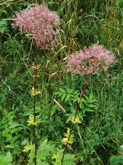 Valeriana officinalis
