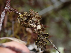 Pseudocyphellaria