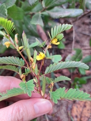 Chamaecrista nictitans