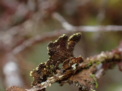 Pseudocyphellaria