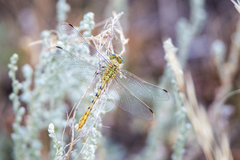 Ophiogomphus severus