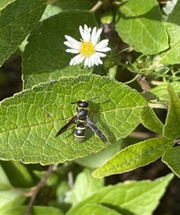 Euodynerus foraminatus