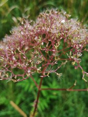 Valeriana officinalis