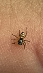 Salticus scenicus
