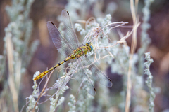 Ophiogomphus severus