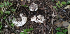 Russula delica