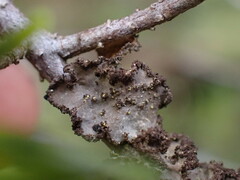 Pseudocyphellaria mallota