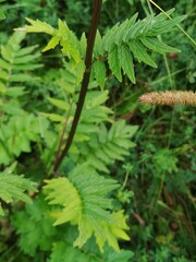 Valeriana officinalis