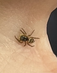 Salticus scenicus