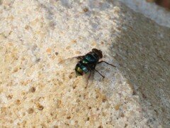 Chrysomya chloropyga