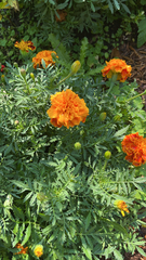 Tagetes erecta