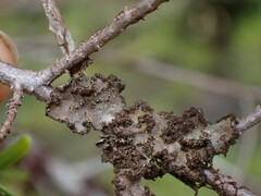 Pseudocyphellaria mallota