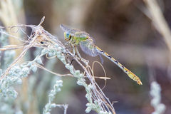 Ophiogomphus severus