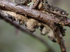 Pseudocyphellaria mallota
