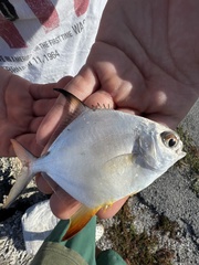 Trachinotus carolinus
