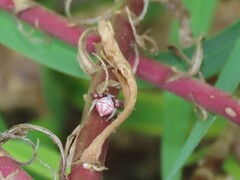 Thomisus citrinellus