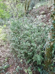 Ruscus aculeatus