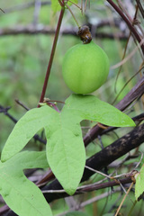 Passiflora exsudans