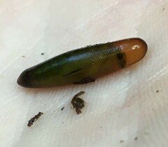 Trichoptera