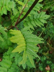 Valeriana officinalis