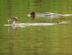 Mergus merganser americanus