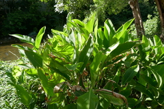 Alisma plantago-aquatica