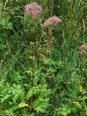 Valeriana officinalis