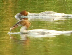 Mergus merganser americanus