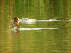Mergus merganser americanus