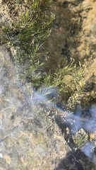 Fissidens fontanus