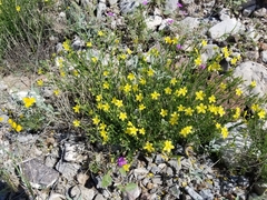Menodora scabra