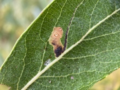 Stigmella salicis